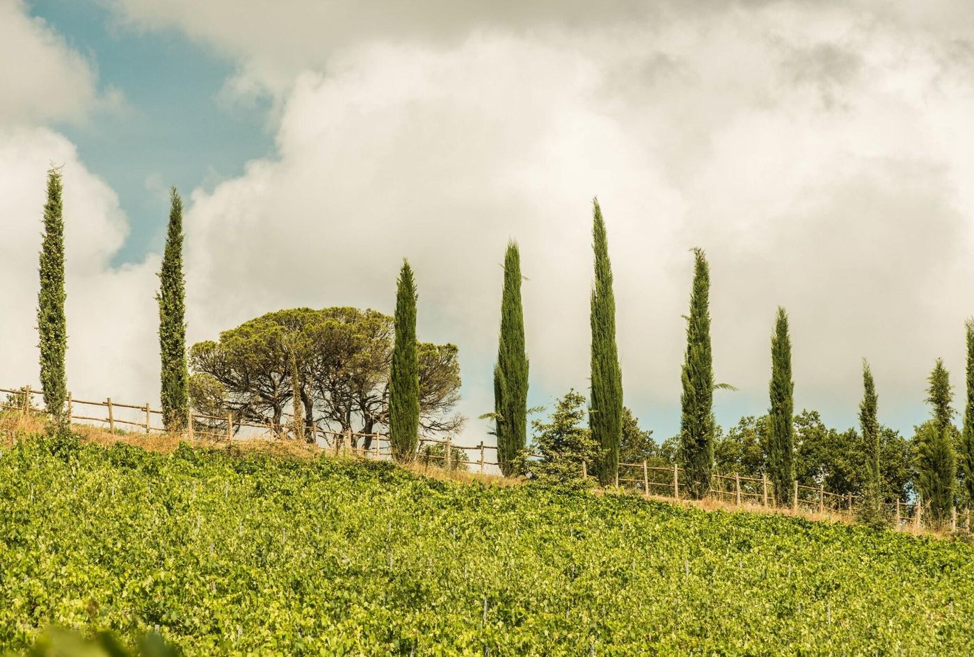 Eh-Villa-Dievole-General-view-50