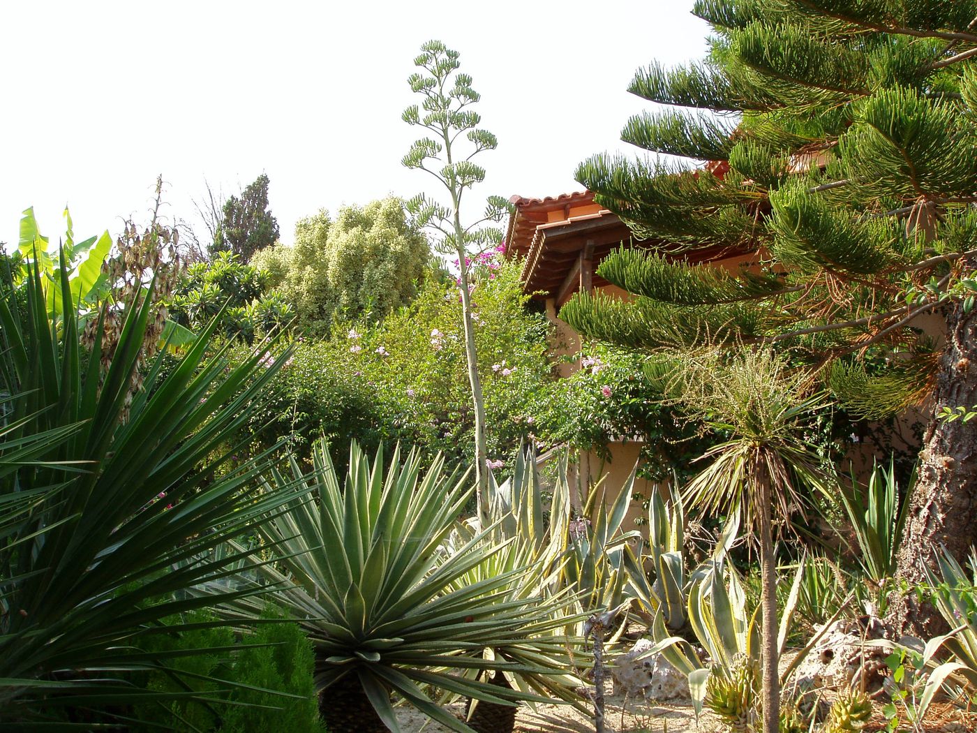 Baha-Ammes-General-view-6