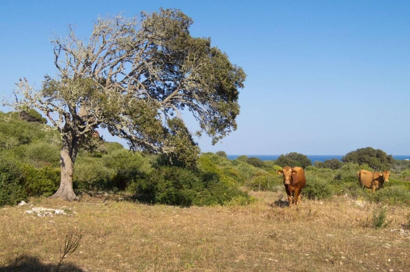 Alcaufar-Vell-Hotel---Restaurant-Sports-and-Entertainment-54