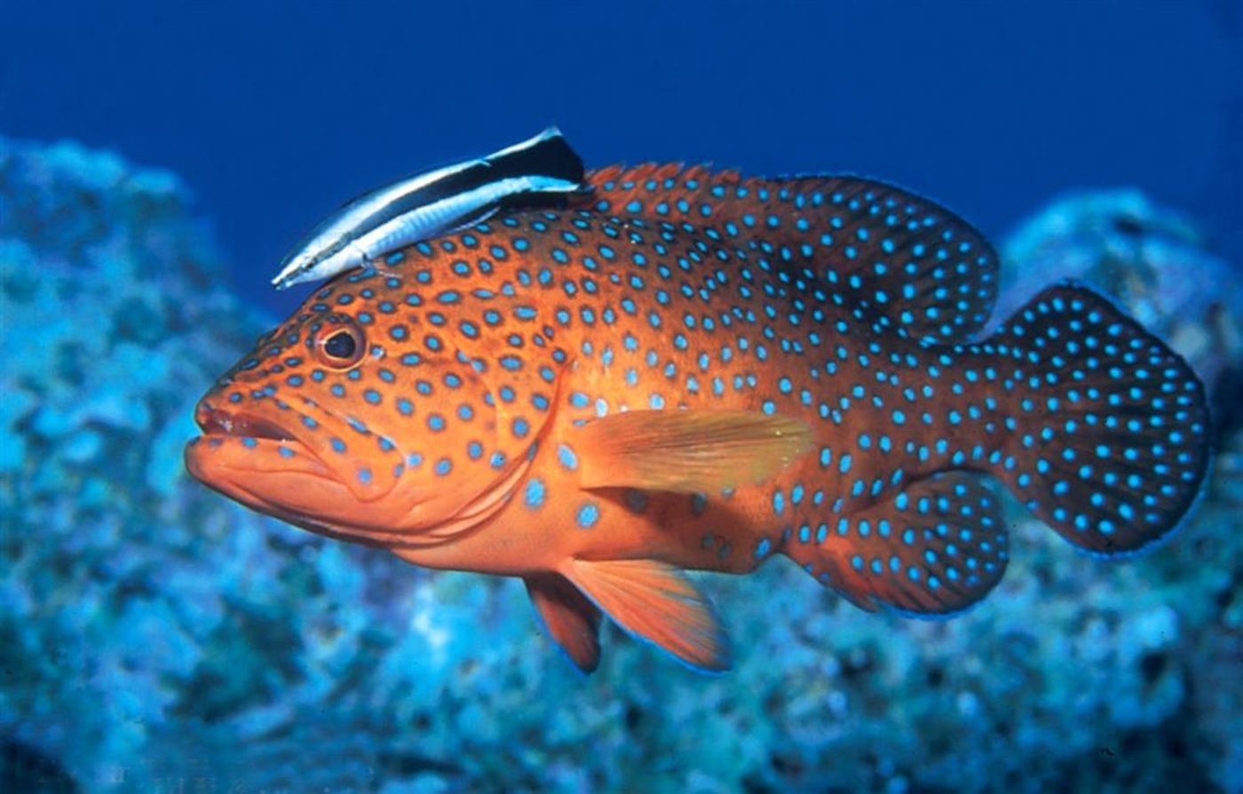 Sheraton-Soma-Bay-Sports-and-Entertainment-20