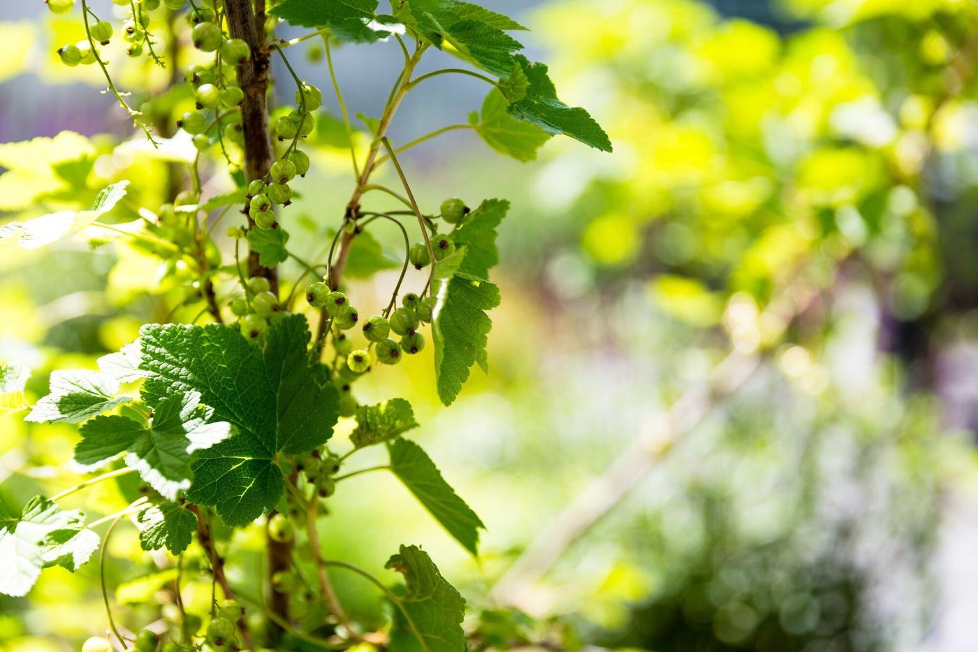 Buitenplaats De Bergse Bossen-Netherlands-DRIEBERGEN-General view-3
