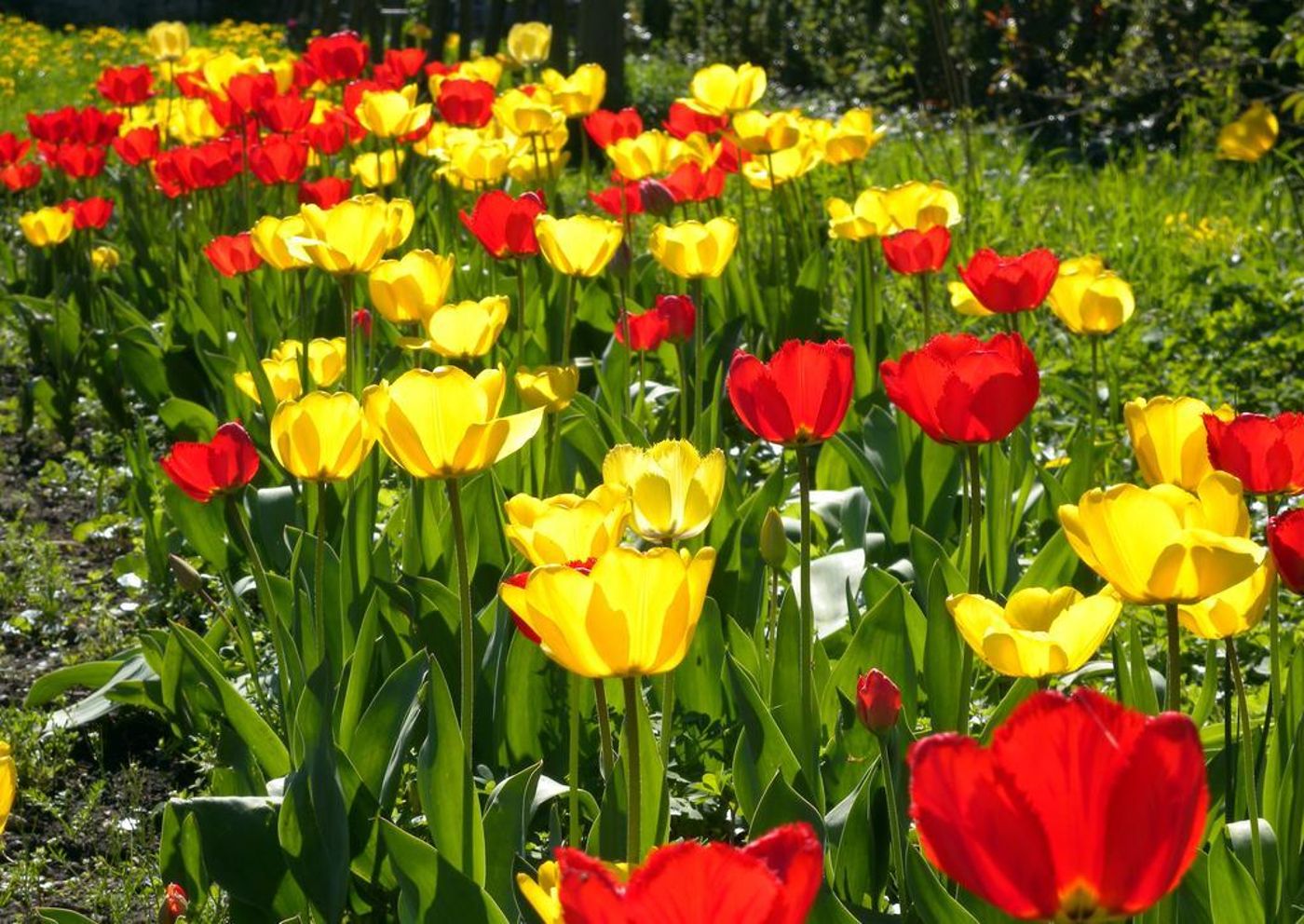 TOP Hotel ODELYA-Switzerland-BASEL-General view-1