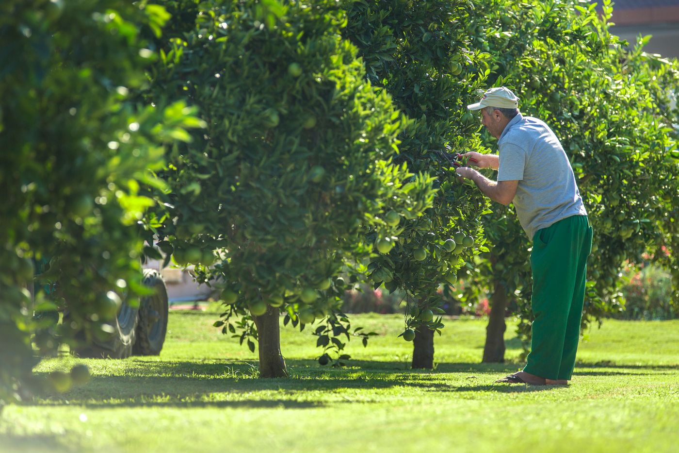 Lonicera--World-General-view-29