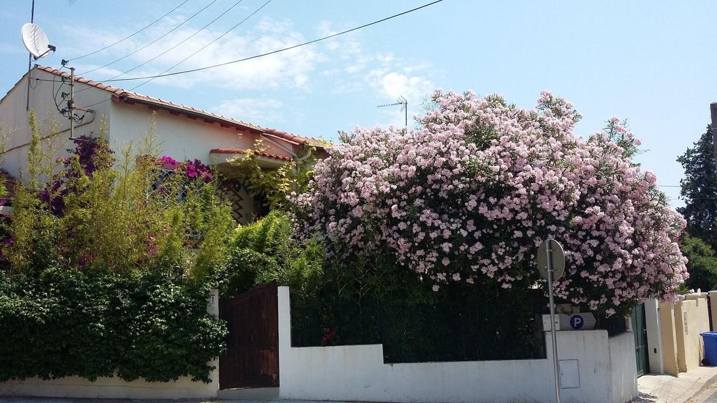 Cielito Lindo - France - MONTPELLIER - General view - 6