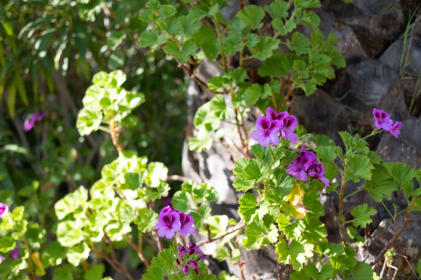 Quinta-do-Mar-da-Luz-General-view-63