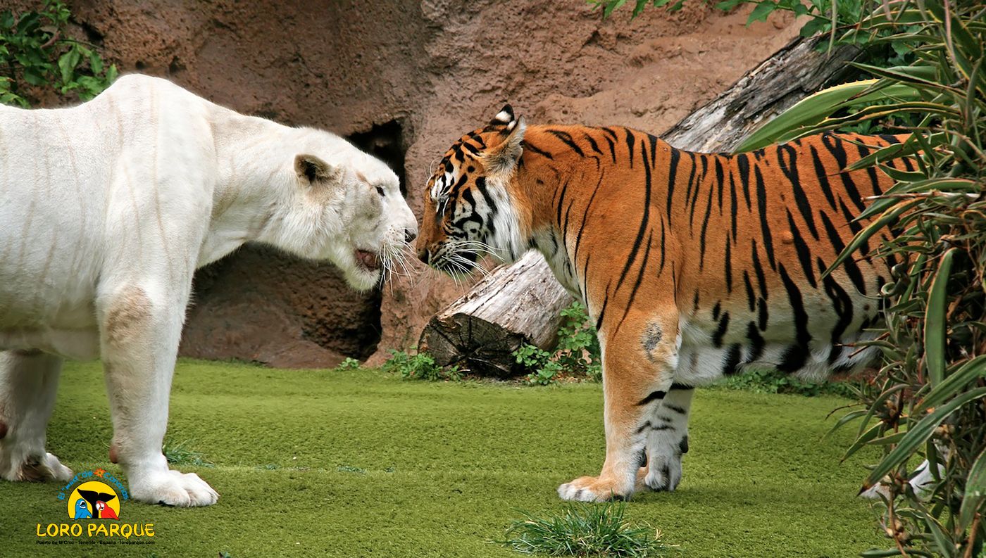 Adonis-Capital-Sports-and-Entertainment-12