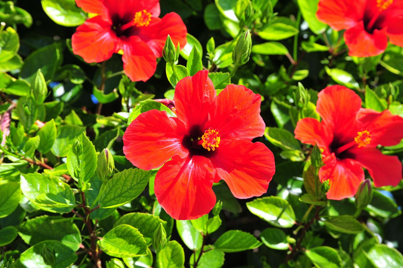 Argiro-Village-General-view-19