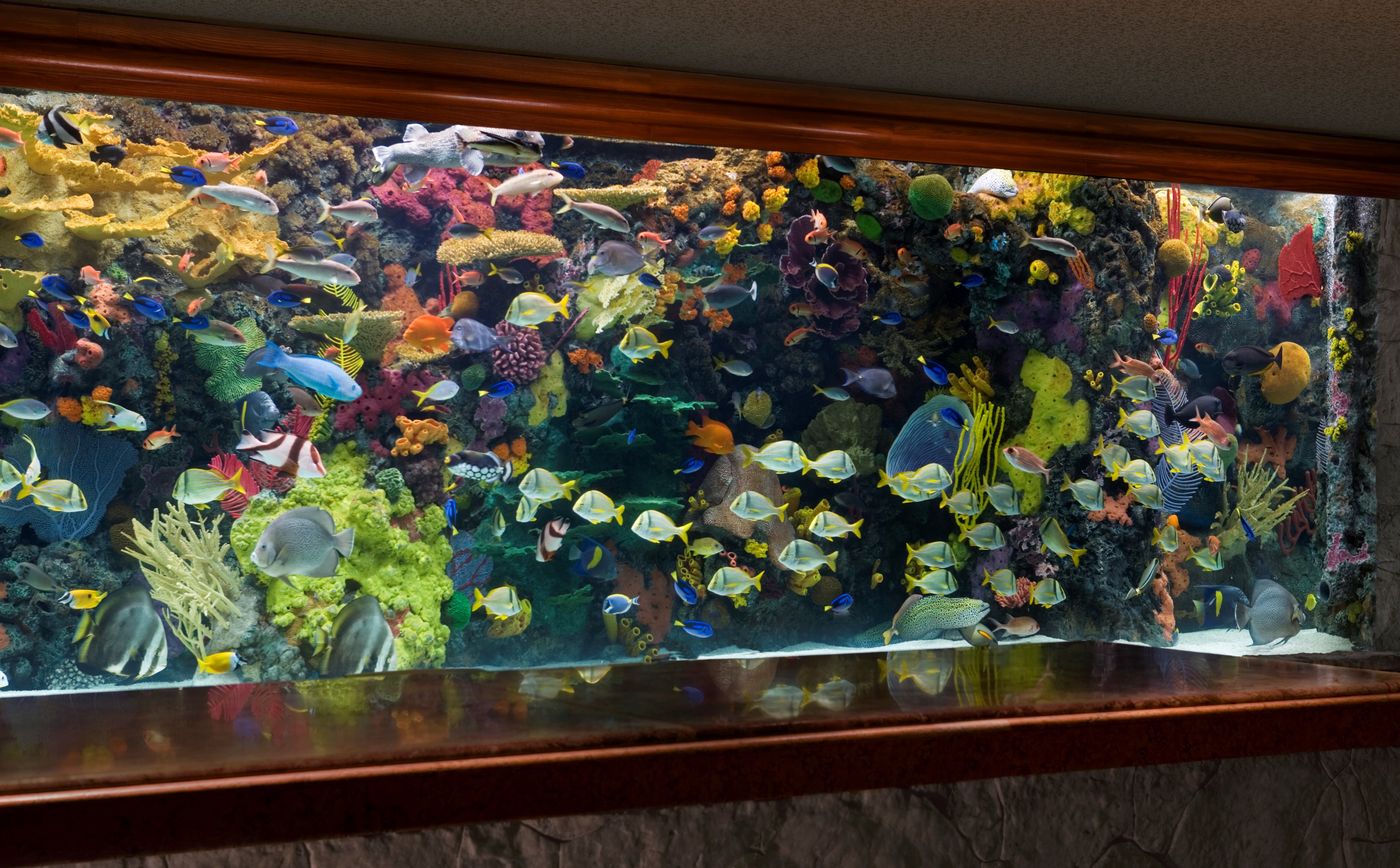 The-Mirage-Resort-and-Casino-Lobby-44