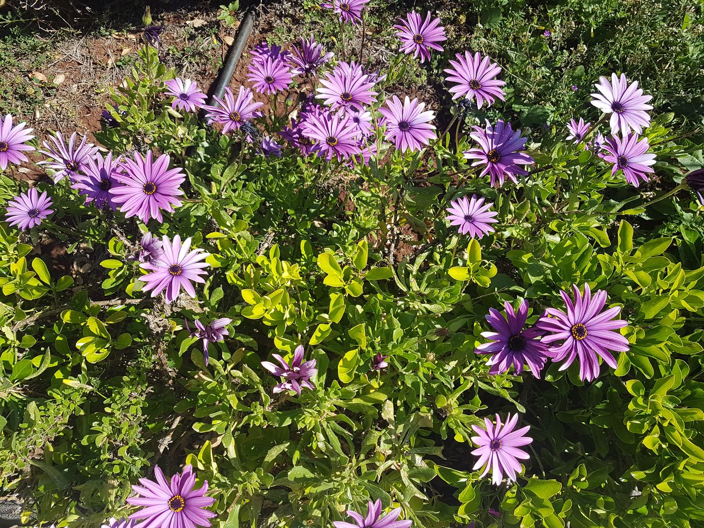 Akamas-Health-Farm-And-Spa-General-view-9