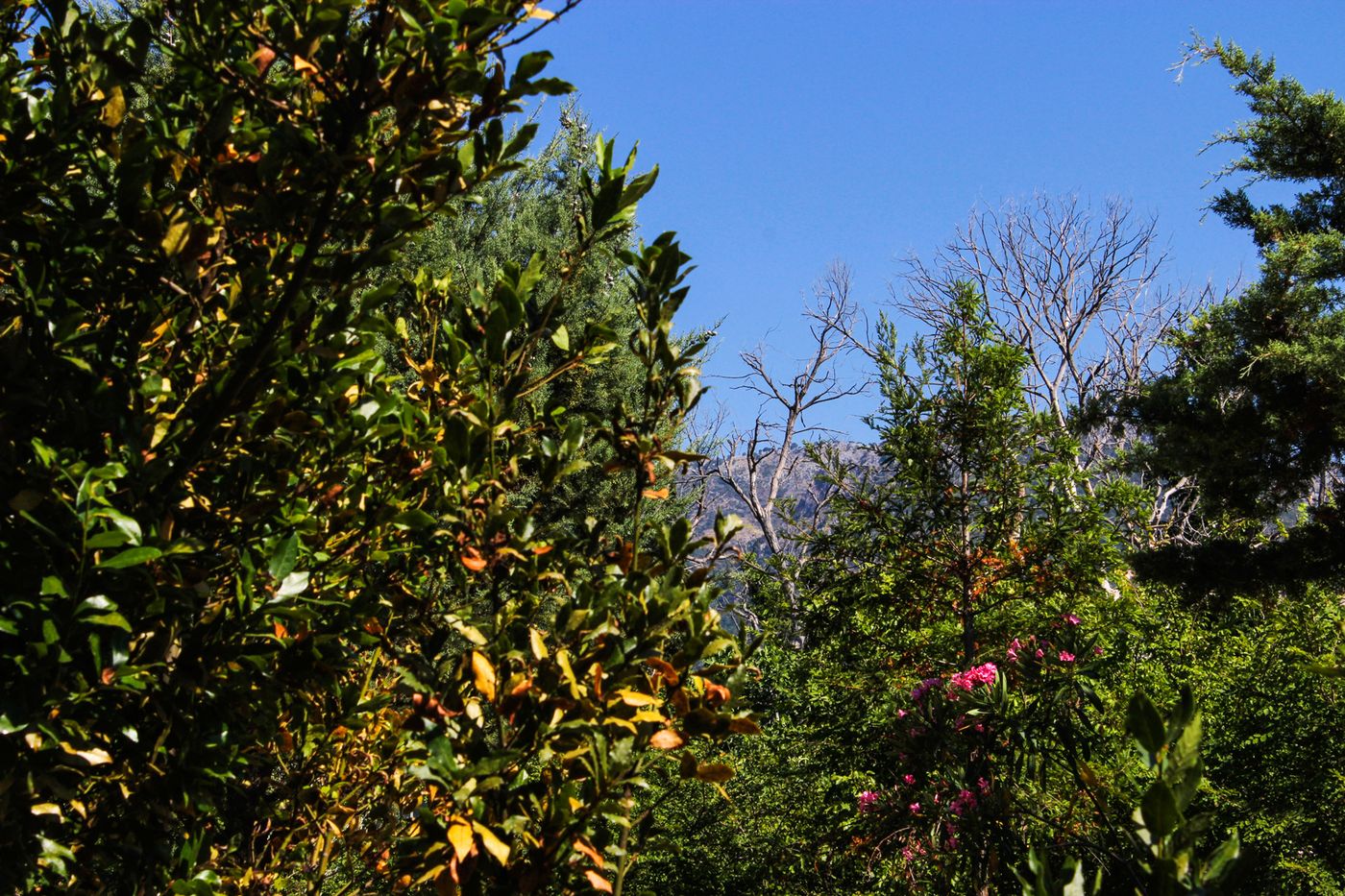 Nireas-Studios---Apartments-Terrace-40