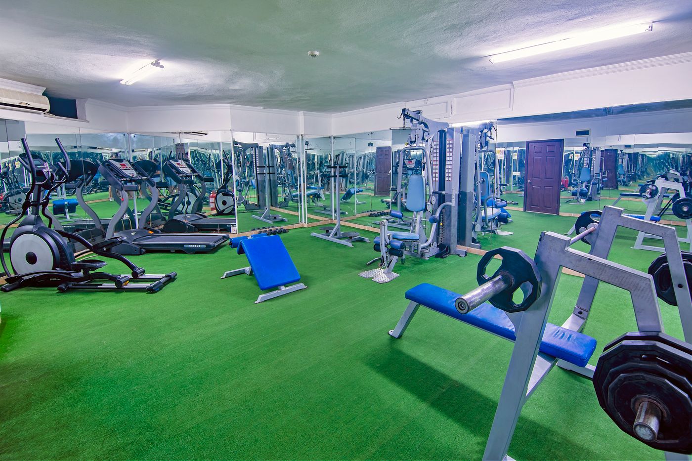 Kleopatra Royal Palm