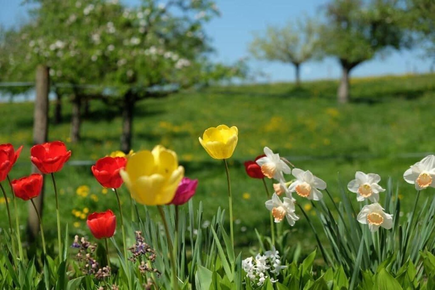 Gasthaus Zum Bauernhof-Switzerland-OBERLUNKHOFEN-General view-5