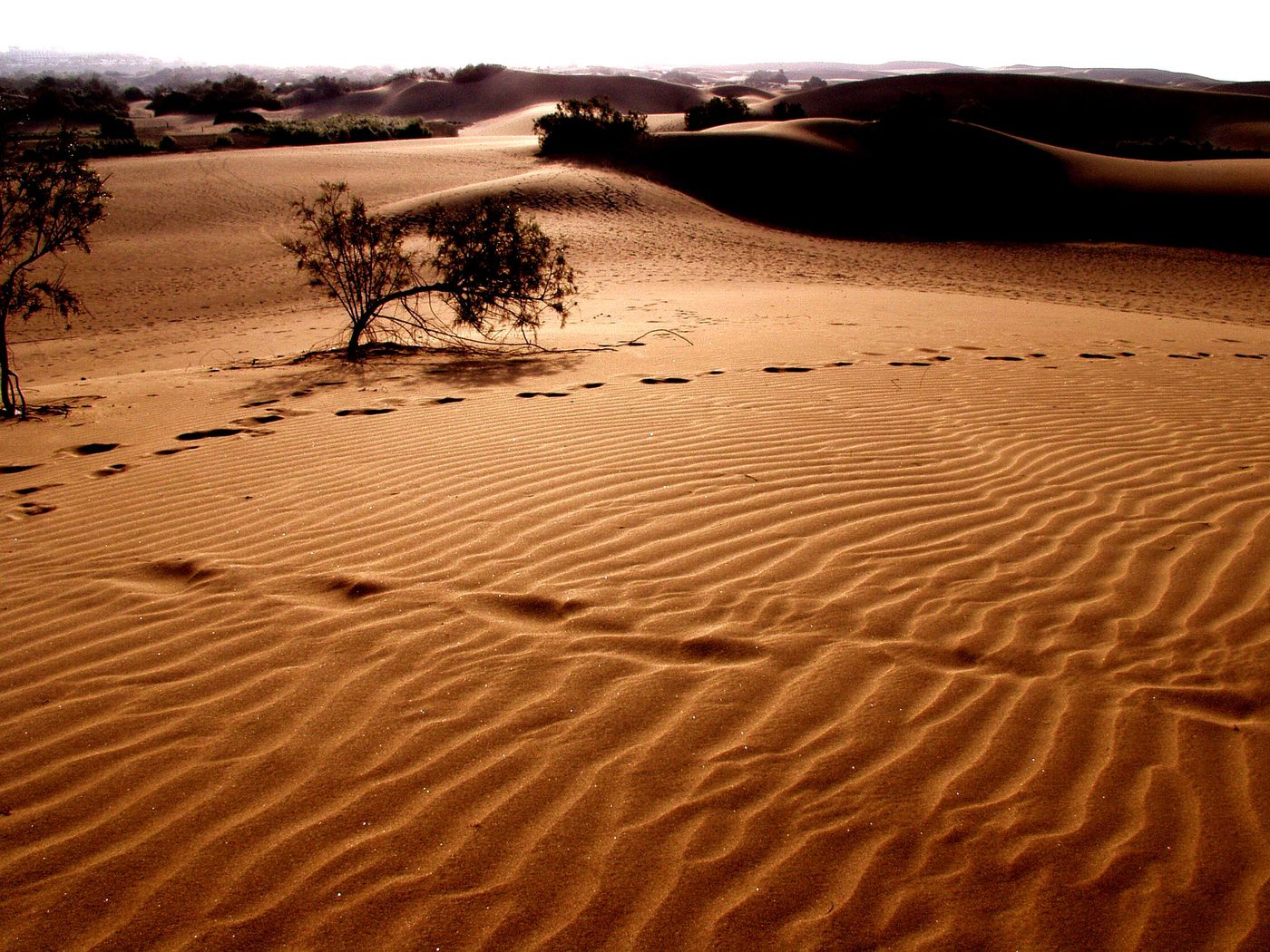 El-Capricho-General-view-23