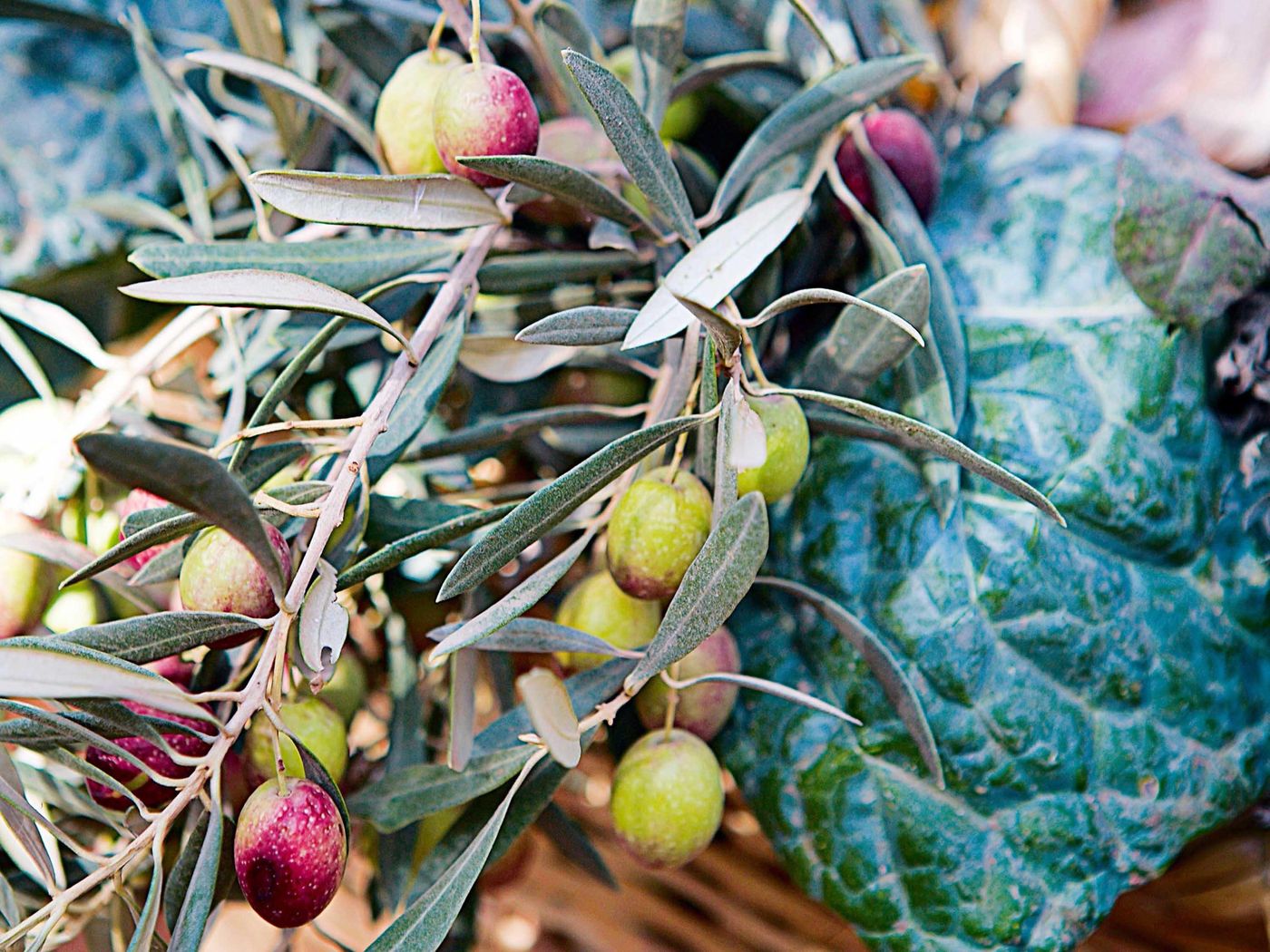 Fairmont Royal Palm Marrakech-Morocco-Marrakech-General view-6