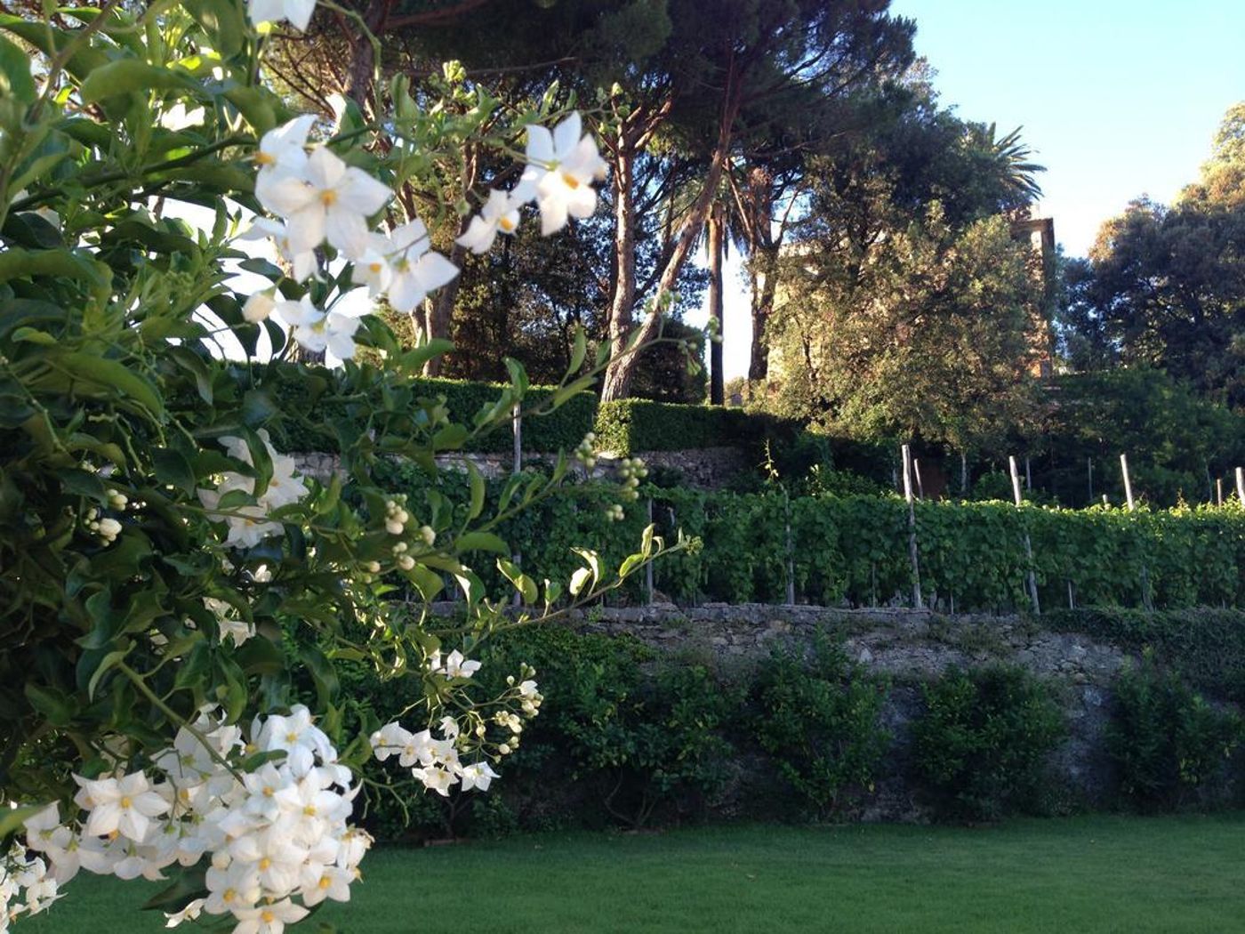 Villa Agnese - Italy - SESTRI LEVANTE  - General view - 2