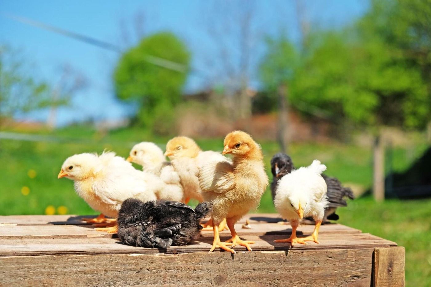 Gasthaus Zum Bauernhof-Switzerland-OBERLUNKHOFEN-General view-10