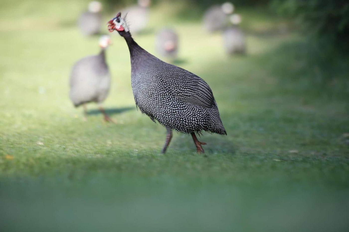 Woudschoten Hotel & Conferentiecentrum-Netherlands-ZEIST-General view-3