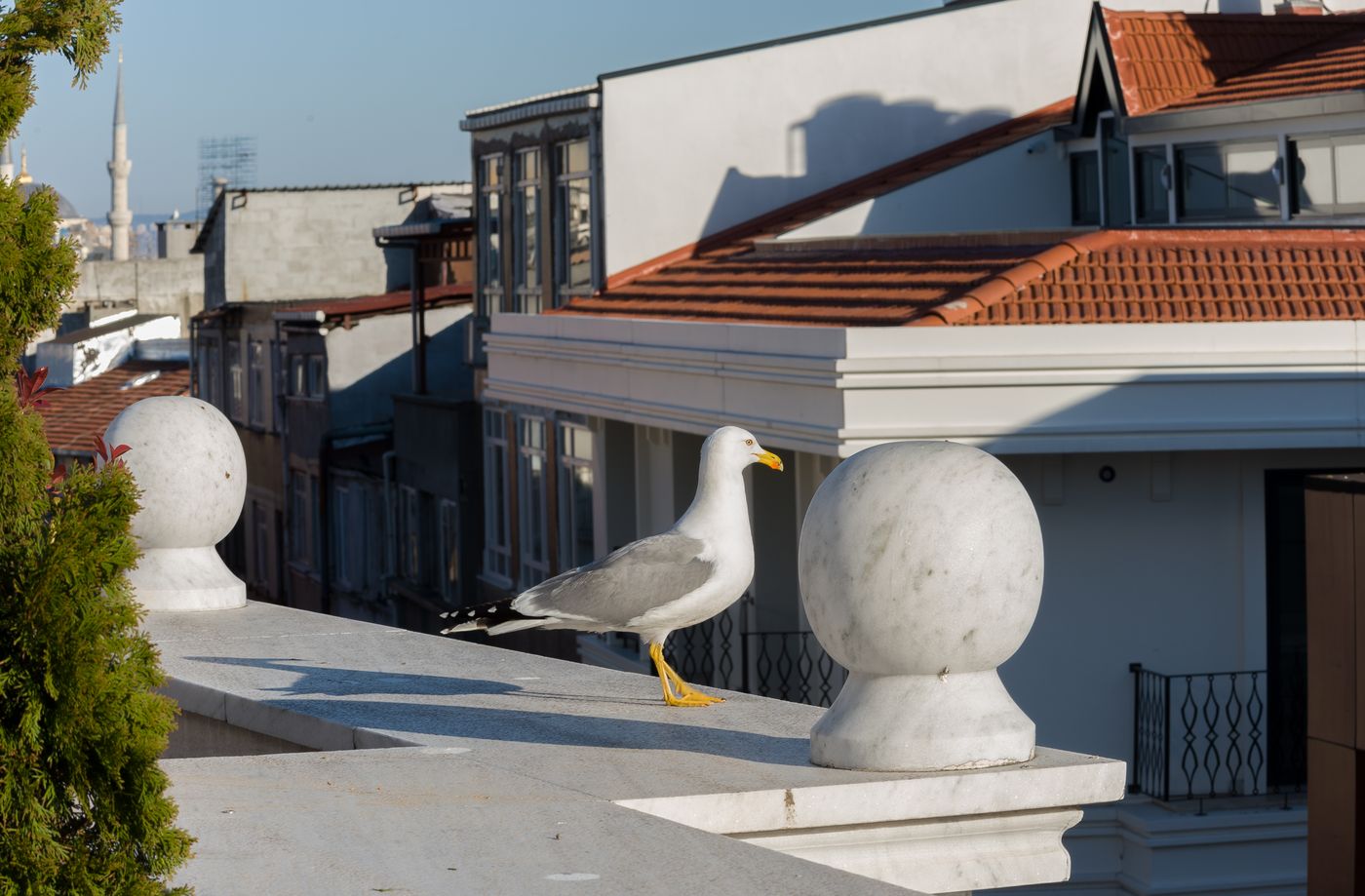 Bizim-Hotel-Terrace-9