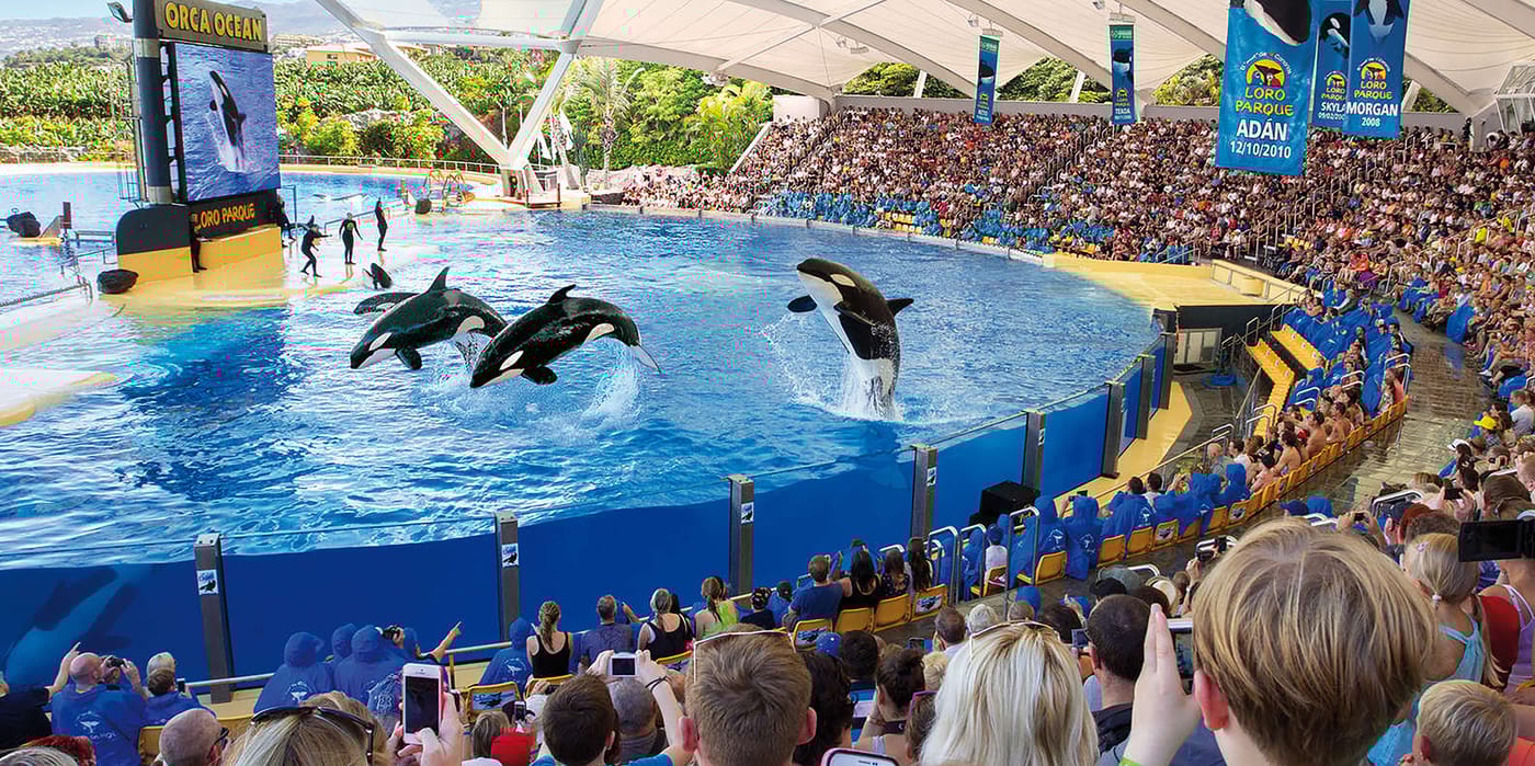 Adonis-Capital-Sports-and-Entertainment-41