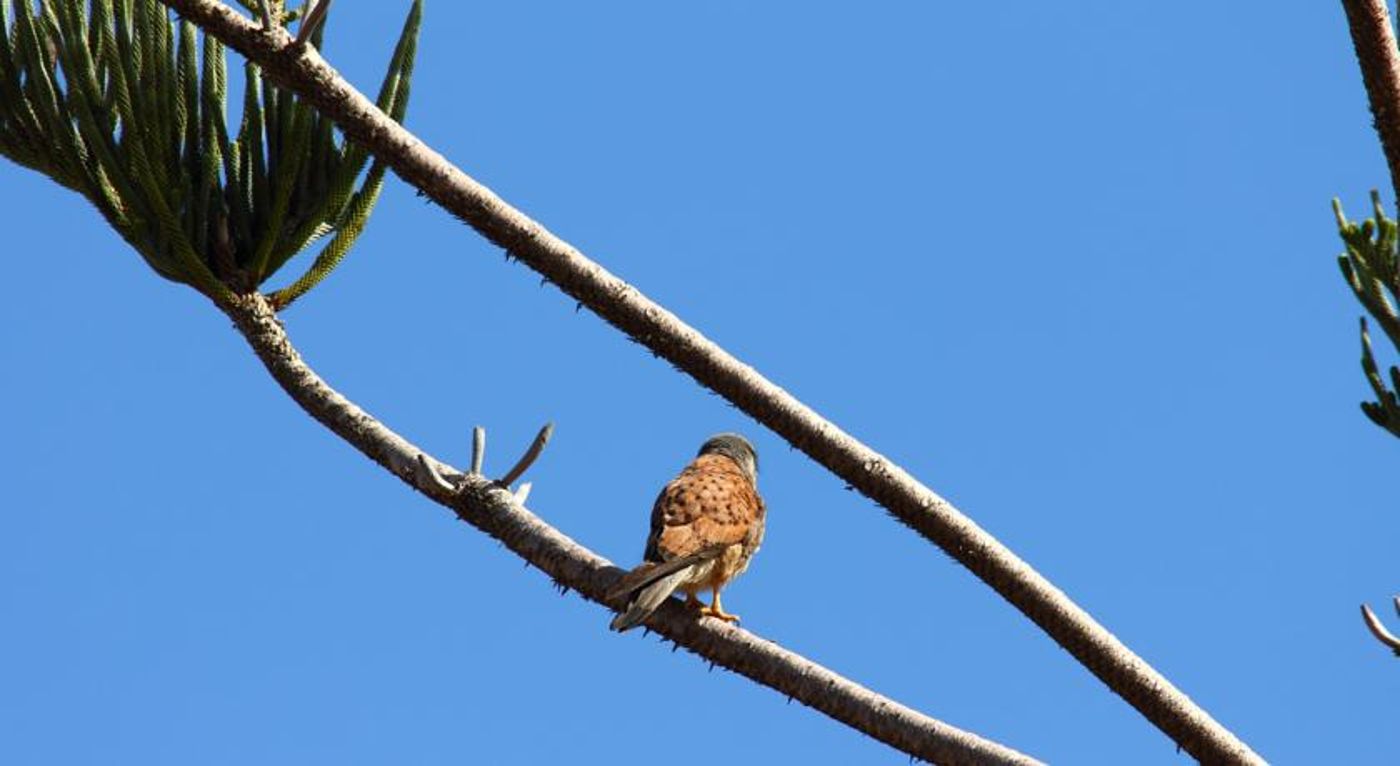 Canico Bay Club-Portugal-Santa Cruz-General view-3