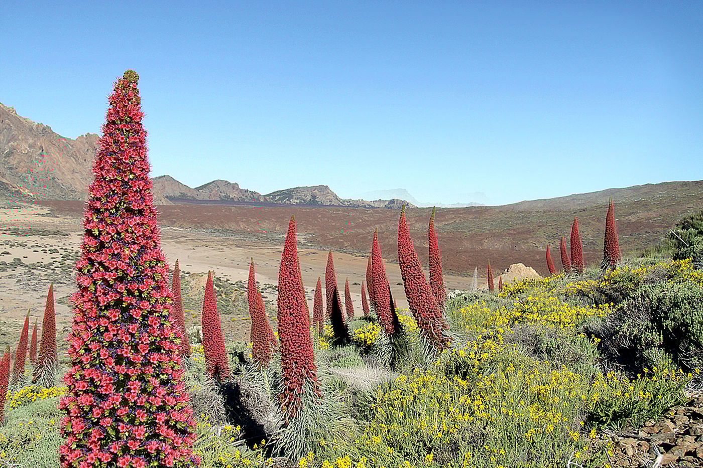 Adonis-Capital-Sports-and-Entertainment-50