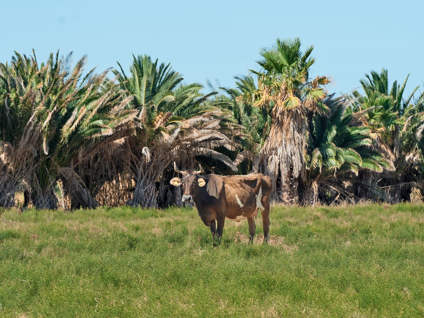 Grecotel-Casa-Paradiso-General-view-85