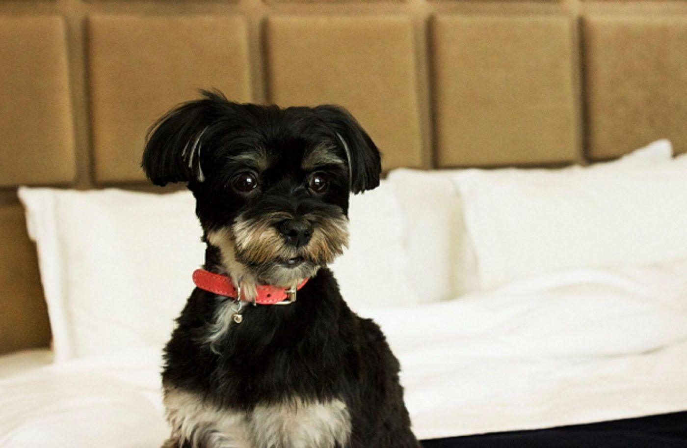 SoHo Hotel Toronto-Canada-Toronto-General view-2