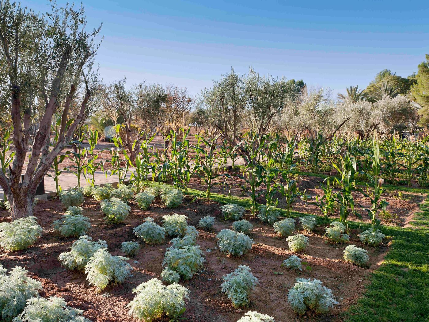 Barcelo-Palmeraie-General-view-15