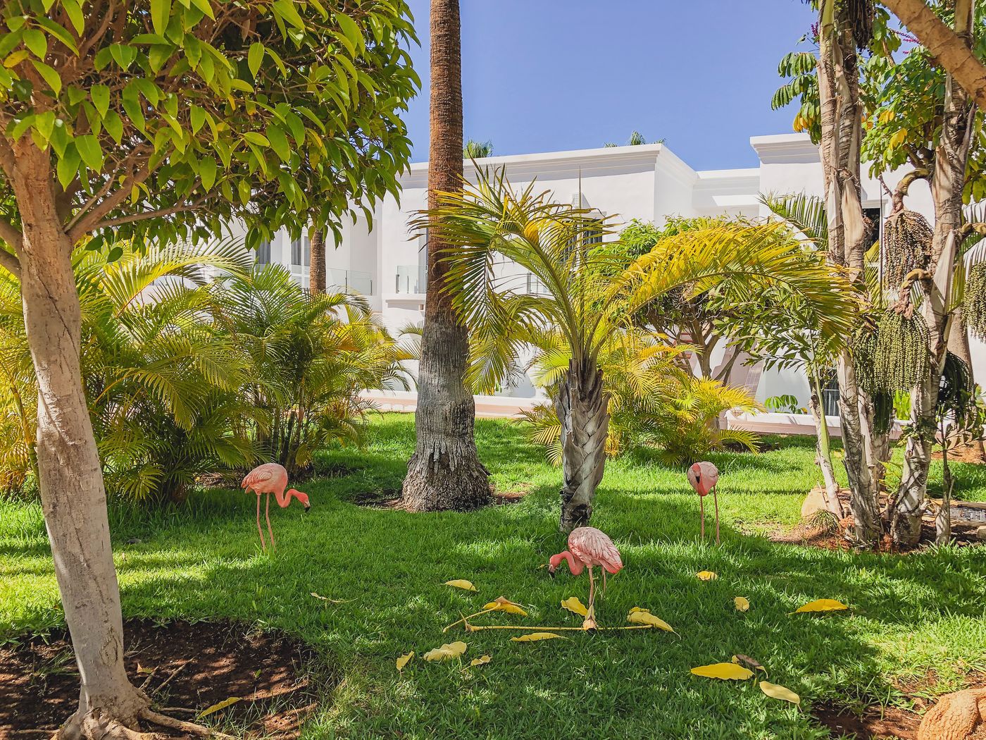 Flamingo-Beach-Mate-General-view-13