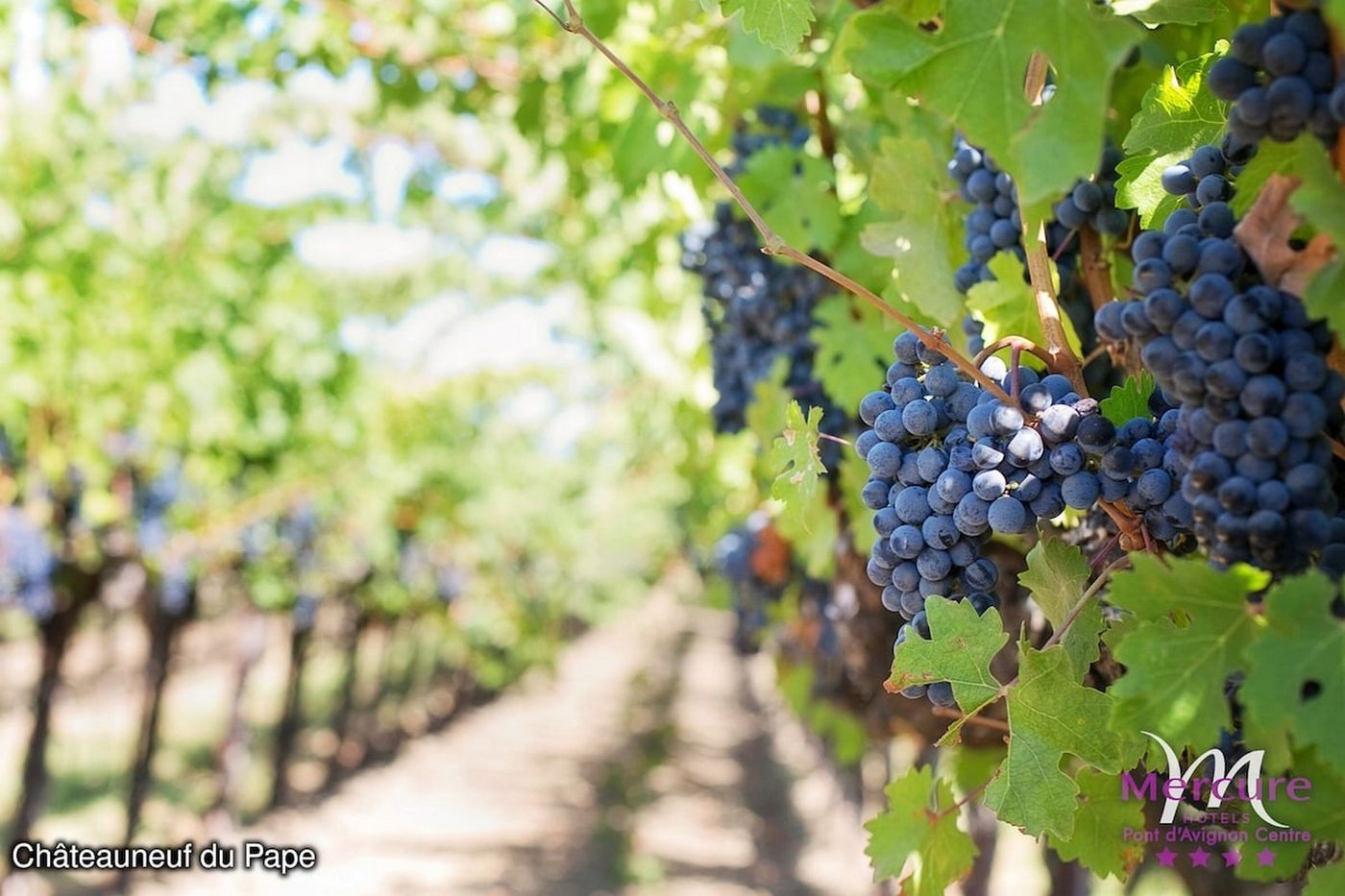 Hôtel Mercure Pont d'Avignon Centre-France-AVIGNON-General view-7