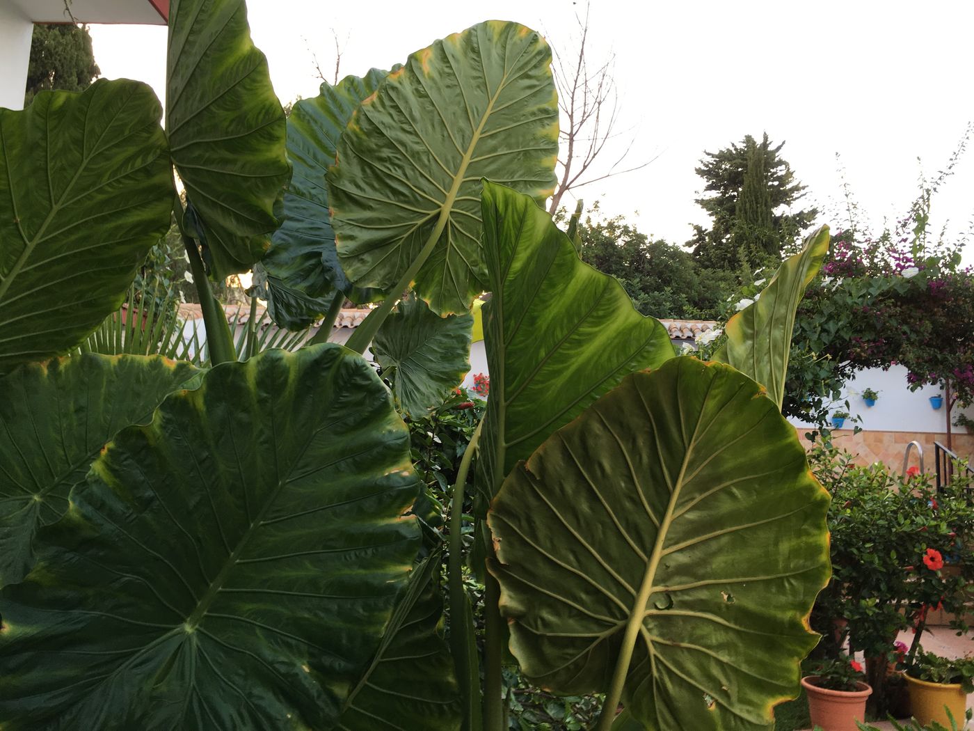 Carmen-Teresa-Terrace-18