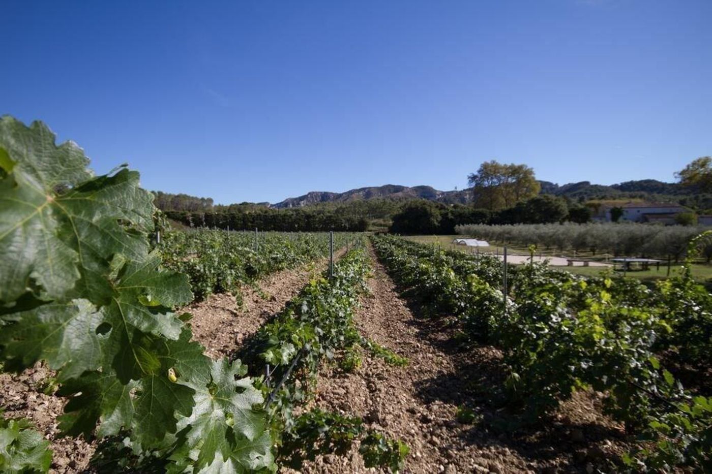 Résidences de Métifiot-France-ST.-REMY-DE-PROVENCE-General view-5