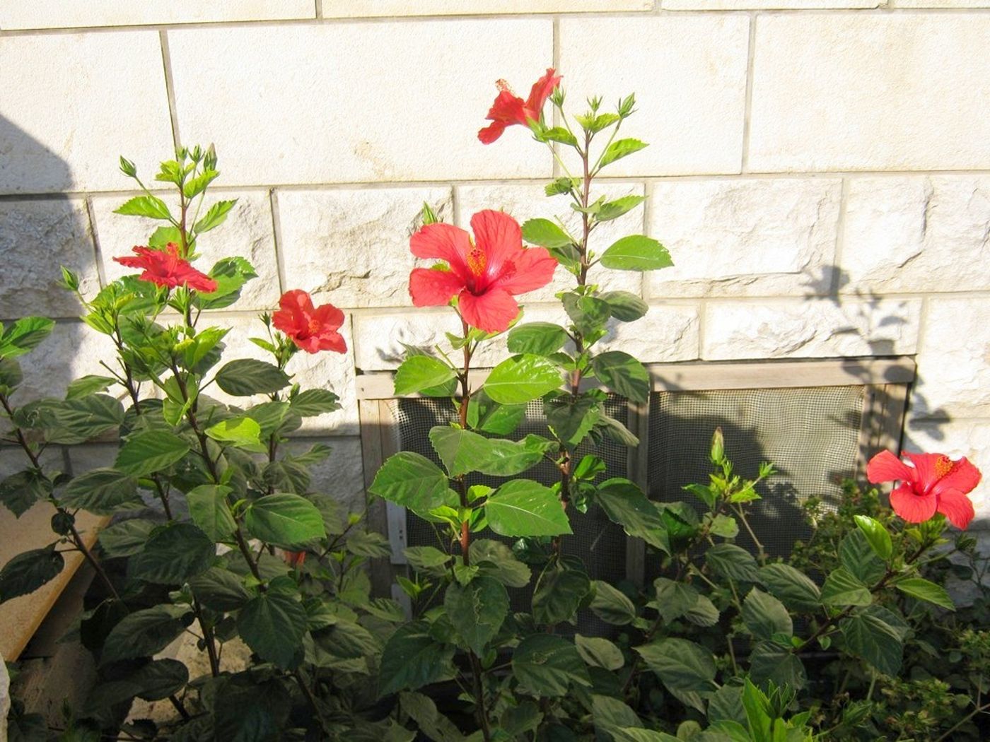 Apartments-Ivica-Lobby-5