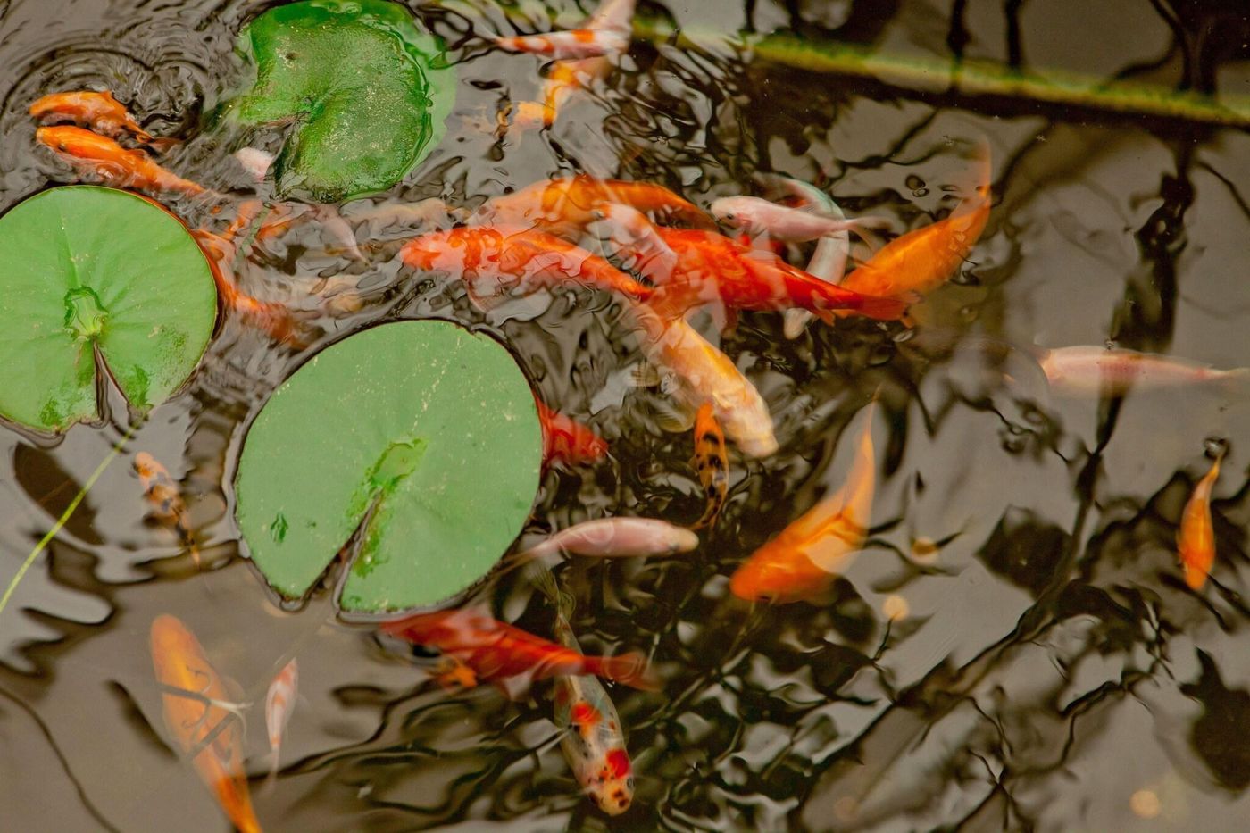 Niky-Bulgaria-SOFIA-Lobby-10