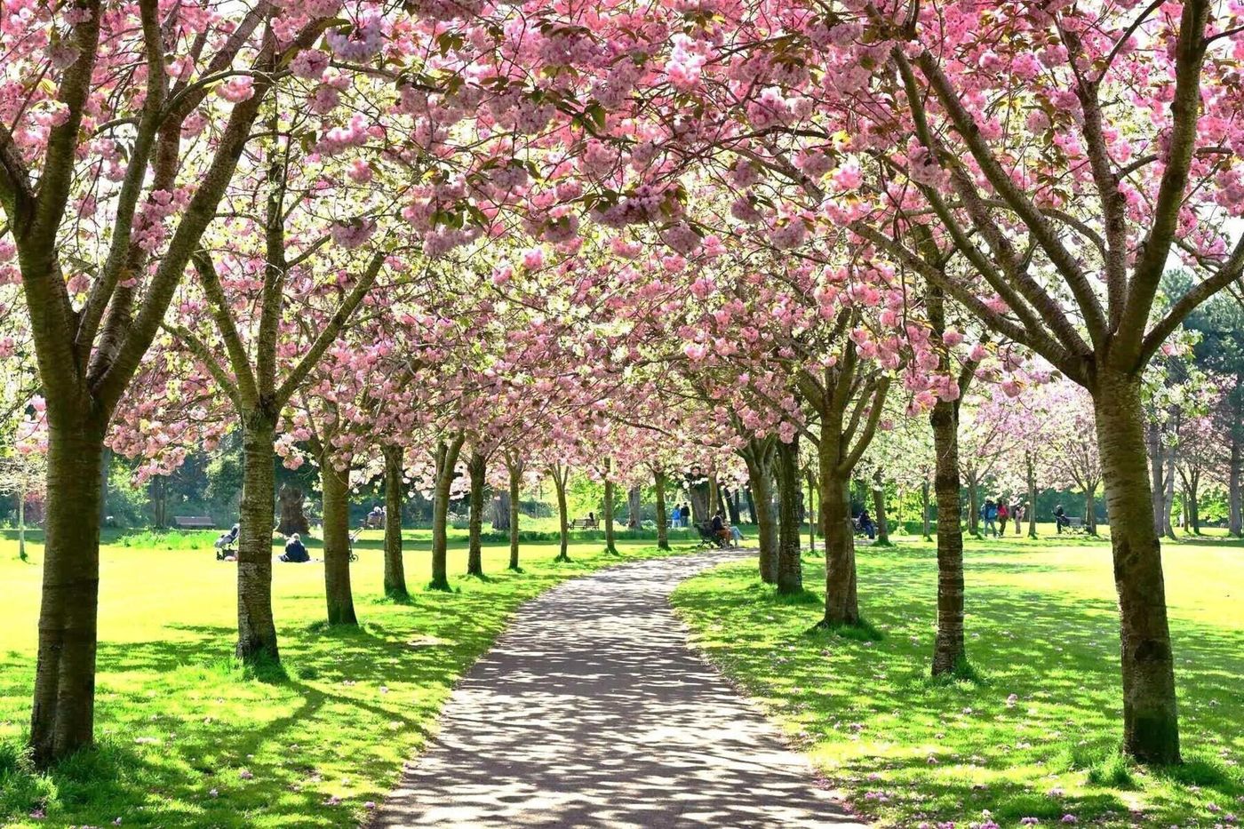 Mespil-General-view-51