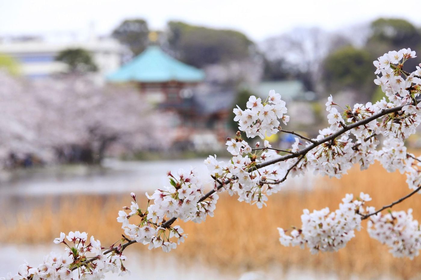 Centurion Hotel Ueno-Japan-Tokyo-General view-1