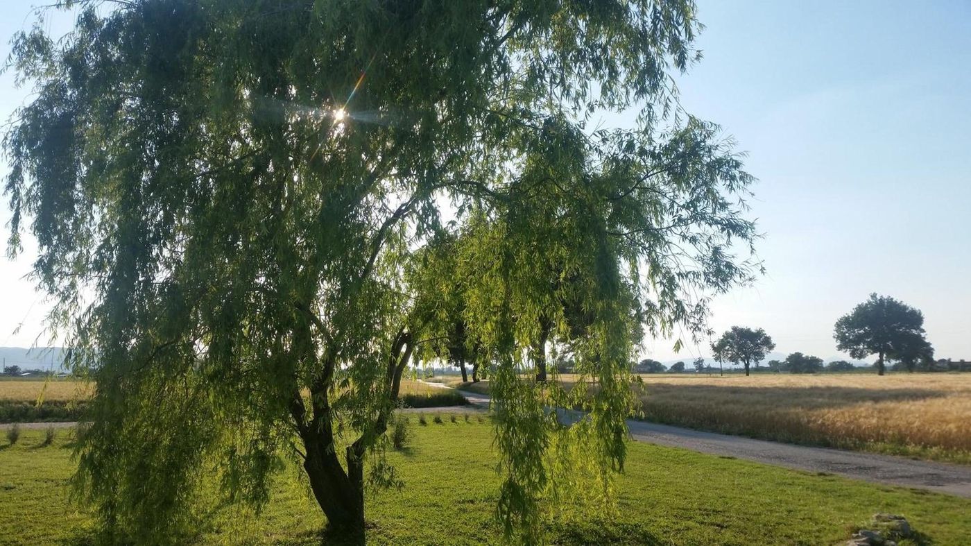 Bed And Breakfast Le Rose-Italy-SPELLO-General view-10