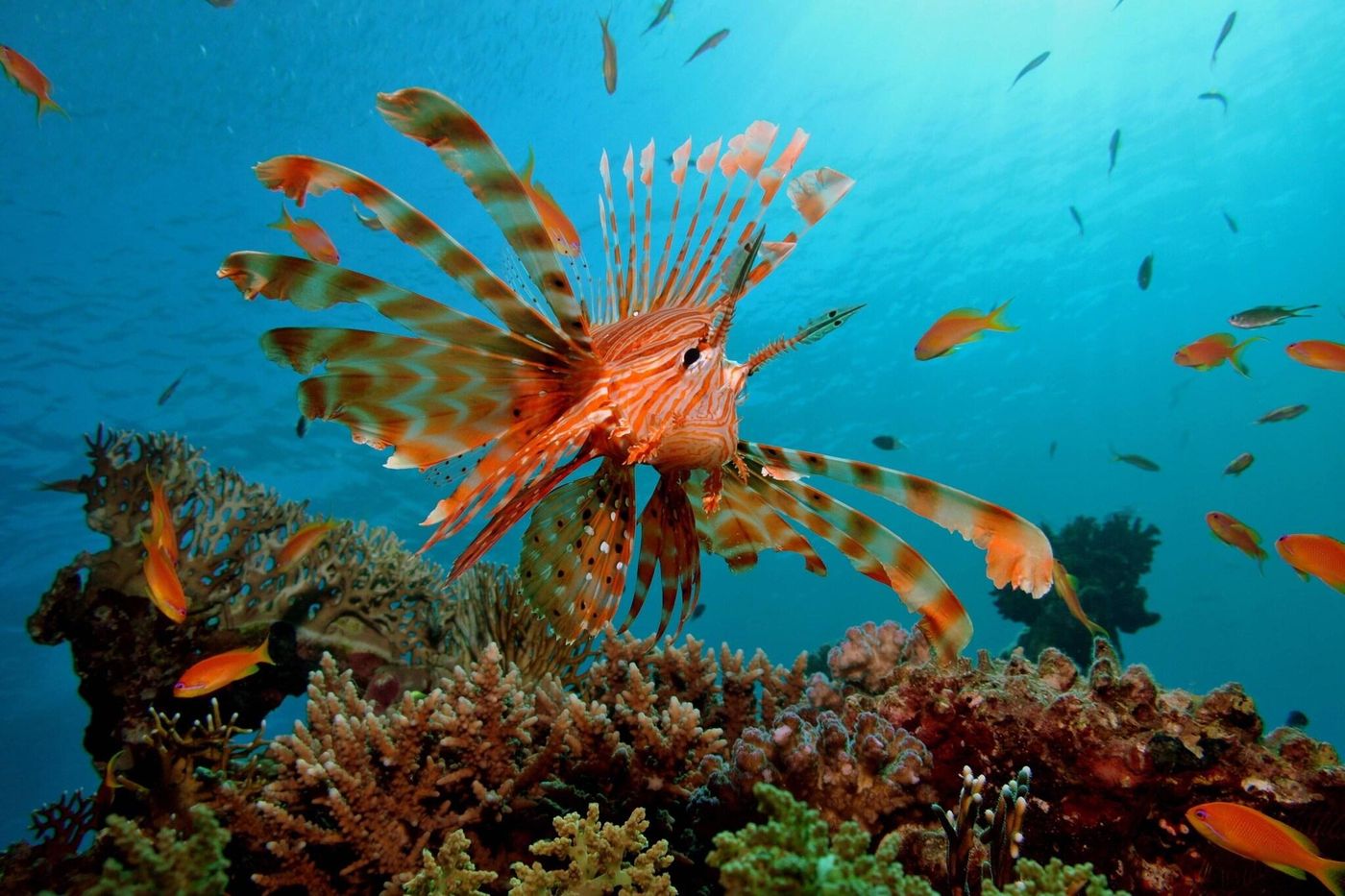 Renaissance-Sharm-El-Sheikh-Golden-View-Beach-Rest-General-view-84