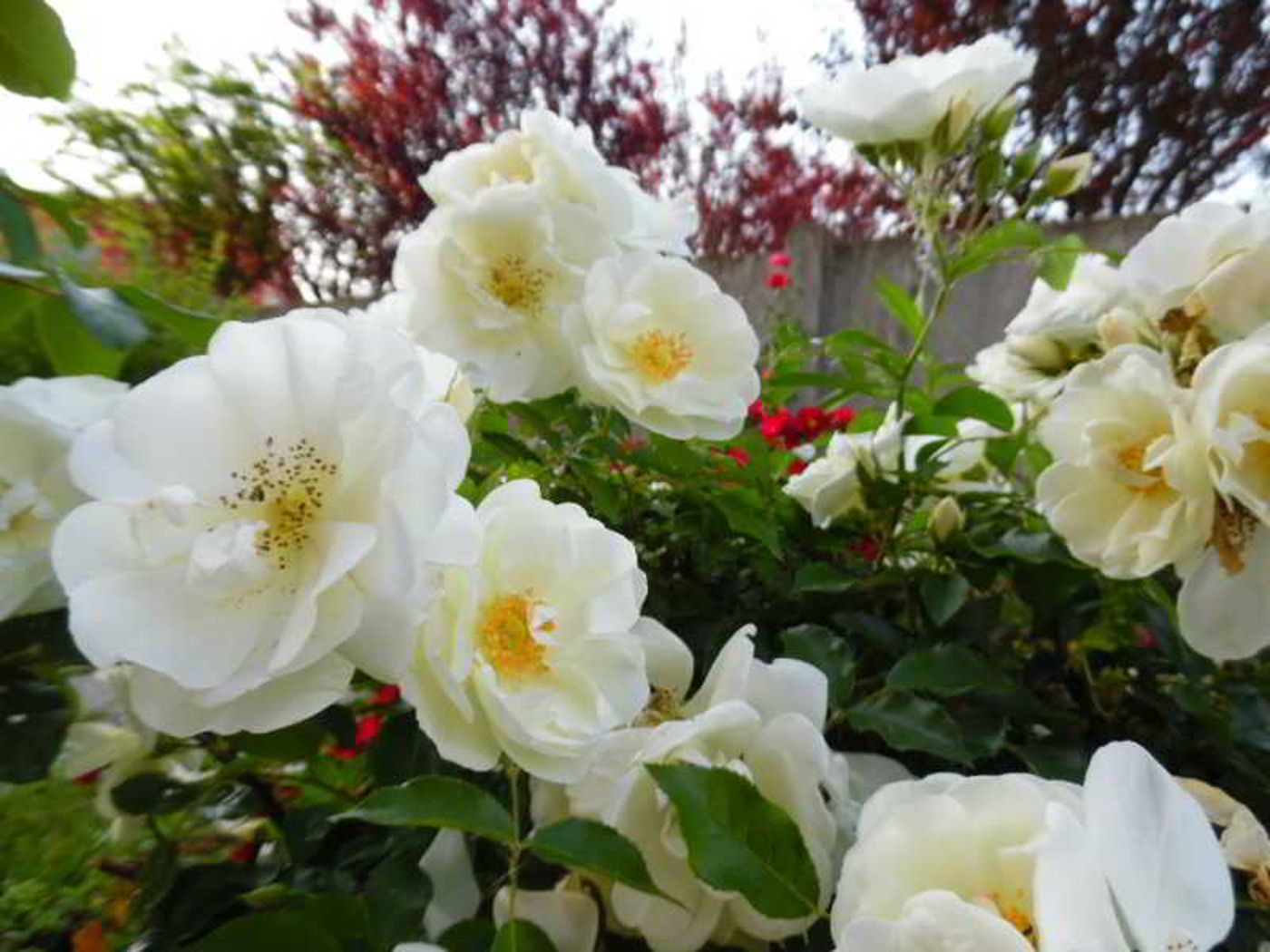 Hotel-Majestic---Linate-Airport-General-view-8