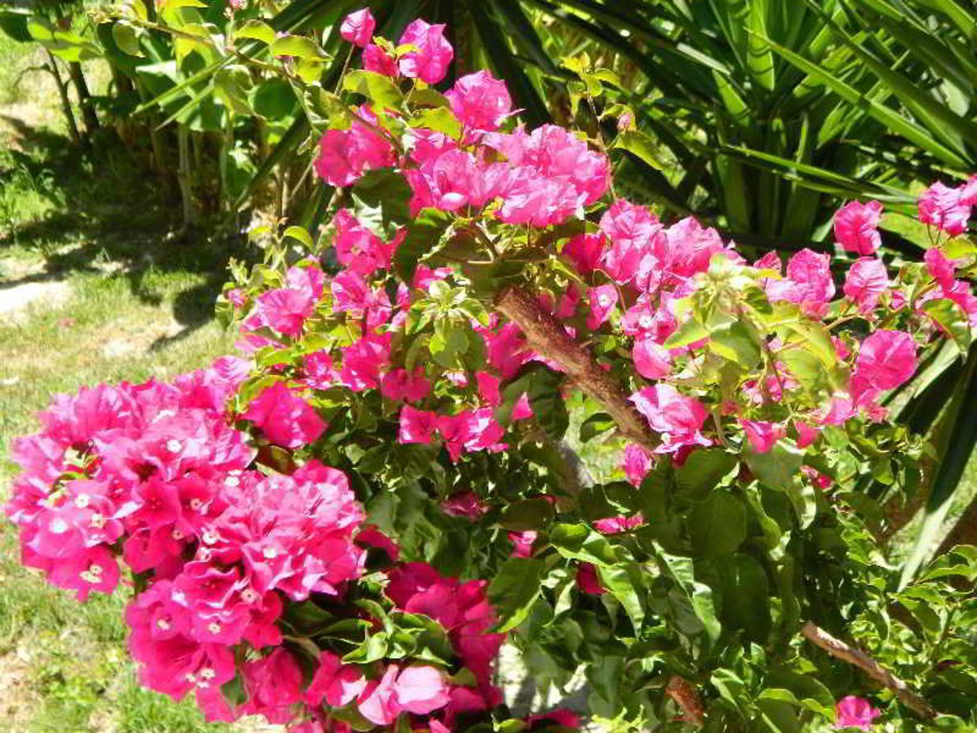 Petani-Bay-Terrace-32