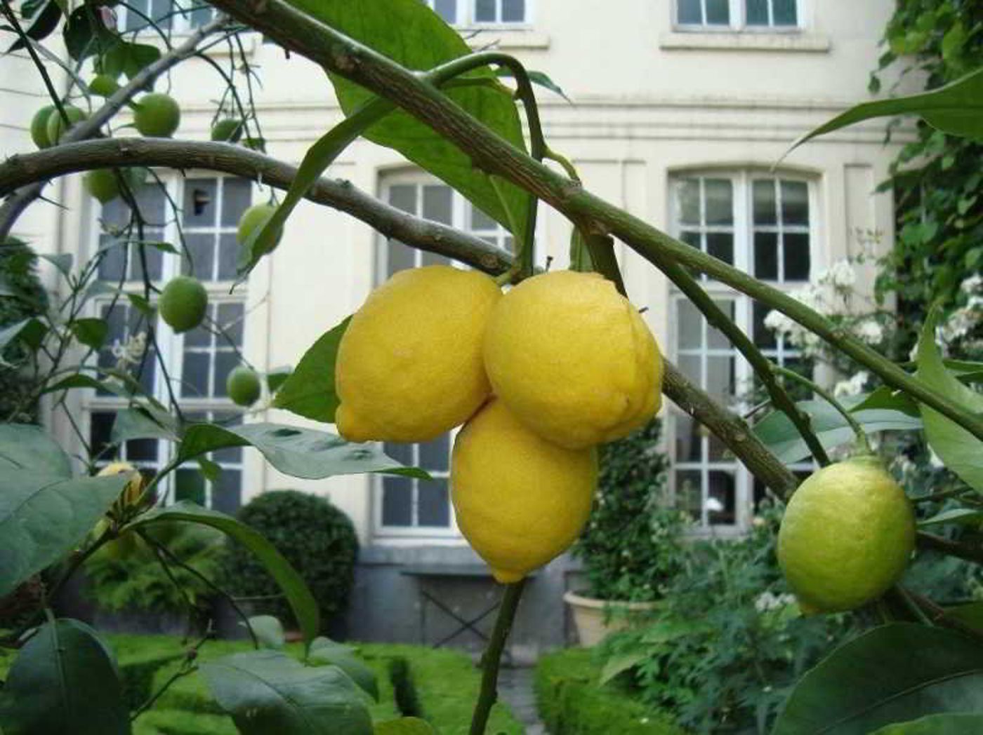 Verhaegen Chambres D'Hotes-Belgium-GHENT-General view-5