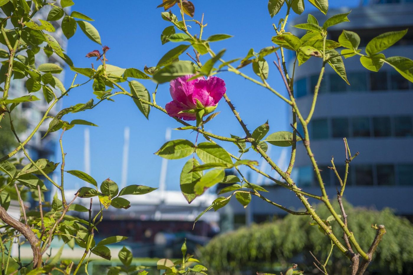 Rosedale-On-Robson-Suites-Hotel-General-view-63