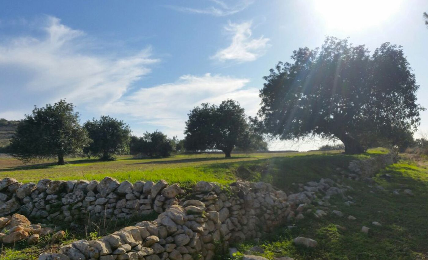 Casato Licitra-Italy-RAGUSA-General view-1
