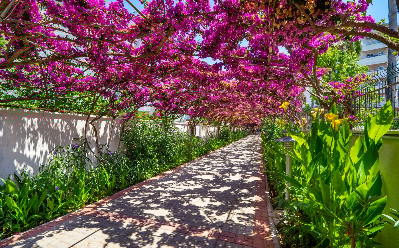 Alaiye Resort & Spa Hotel