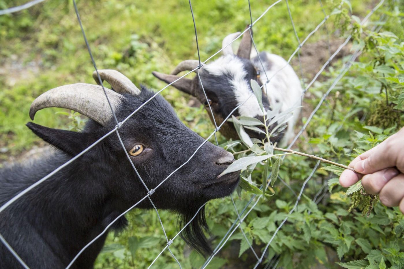 Resort-Svet-General-view-52