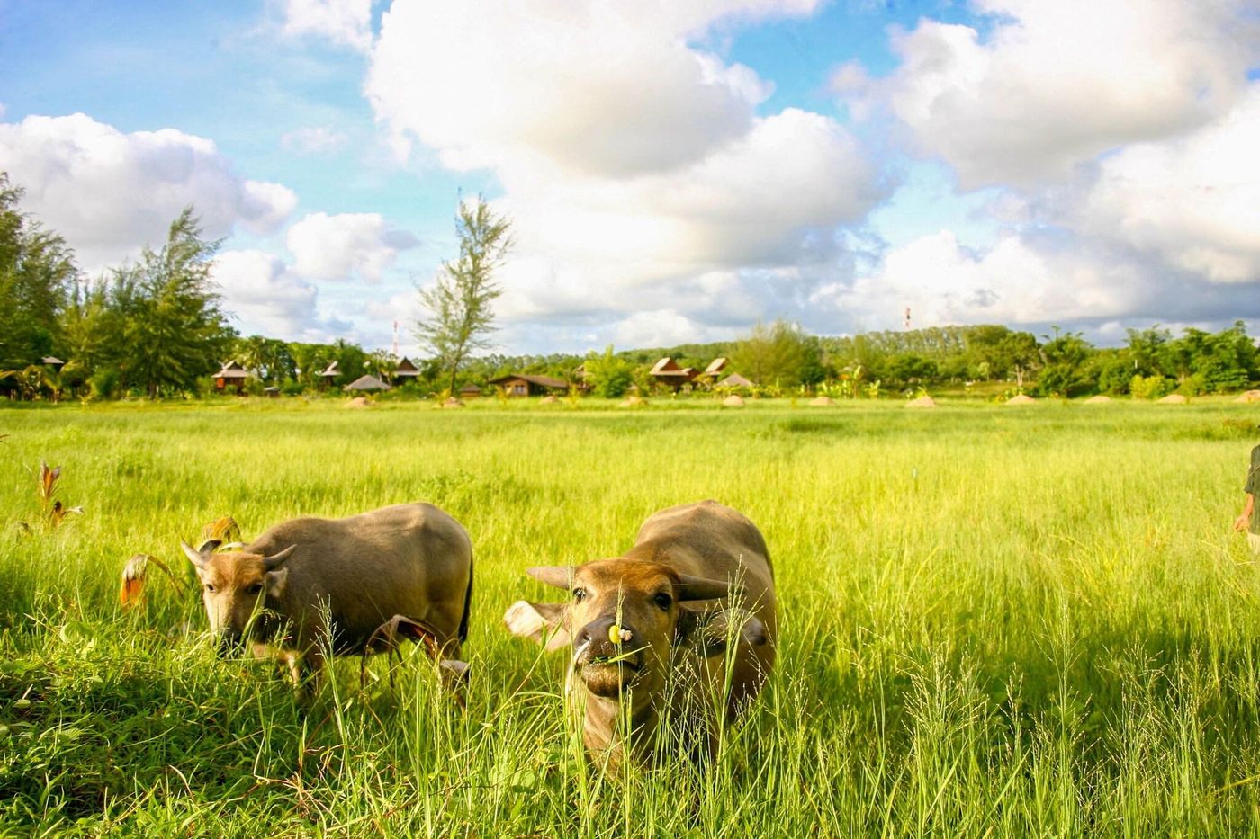 ThaiLife Homestay Resort & Spa-Thailand-TAKUAPA PHANG NGA-General view-1