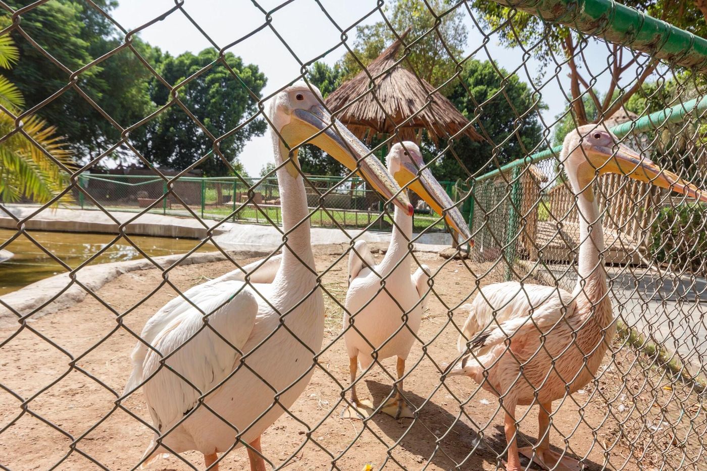 Jolie-Ville-resort---Spa-Kings-Island--Luxor-Terrace-70