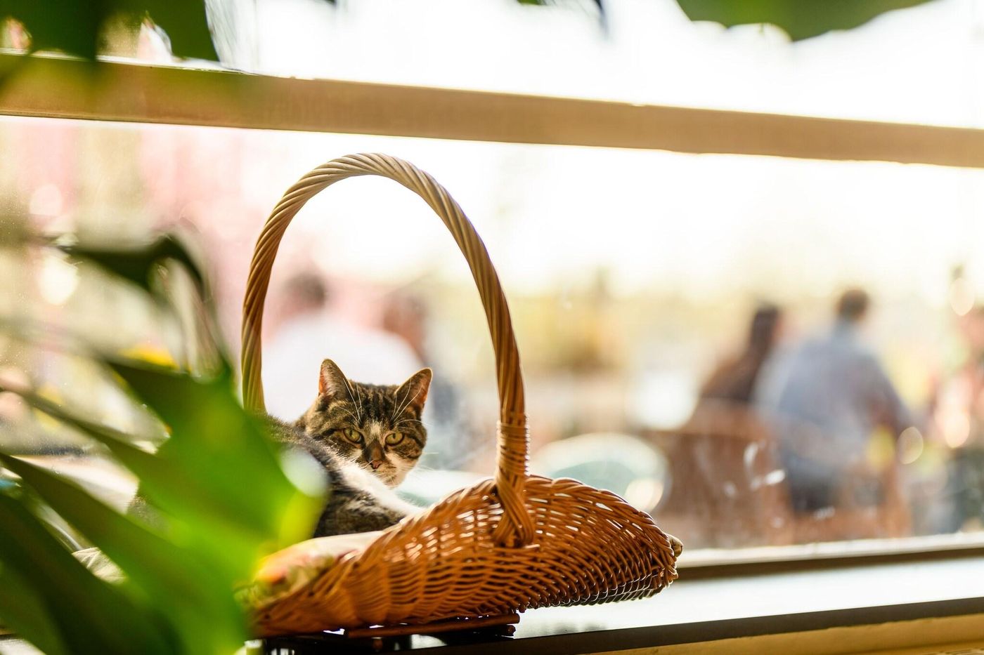 Pension-Homeland-Bar-38