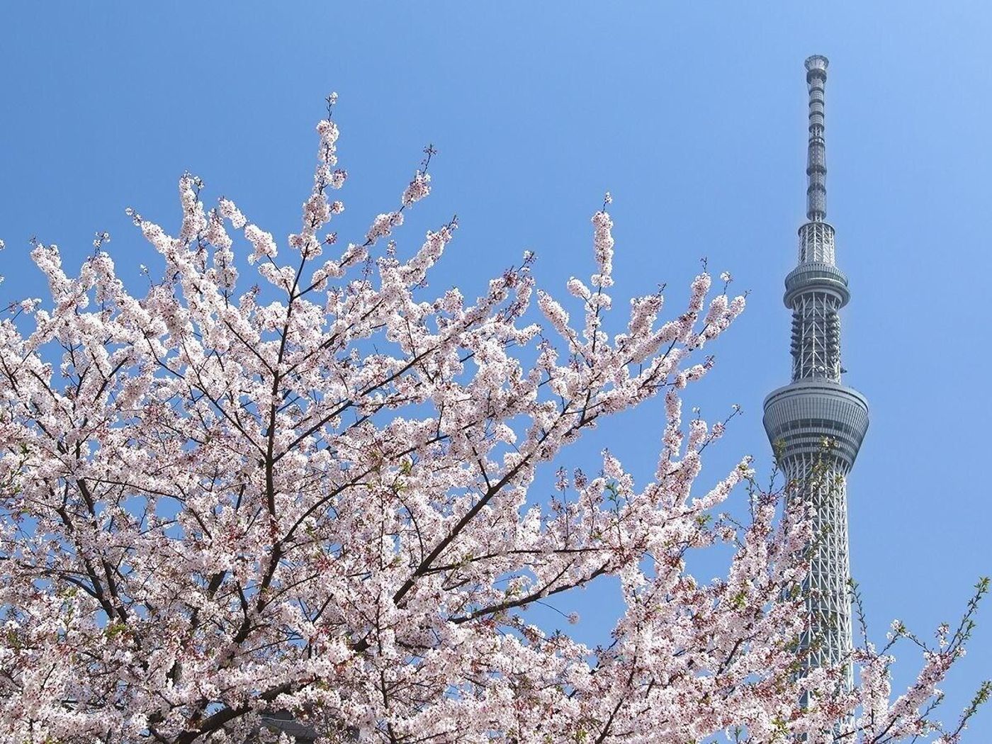 Sakura Sky Hotel-Japan-TOKYO-General view-7