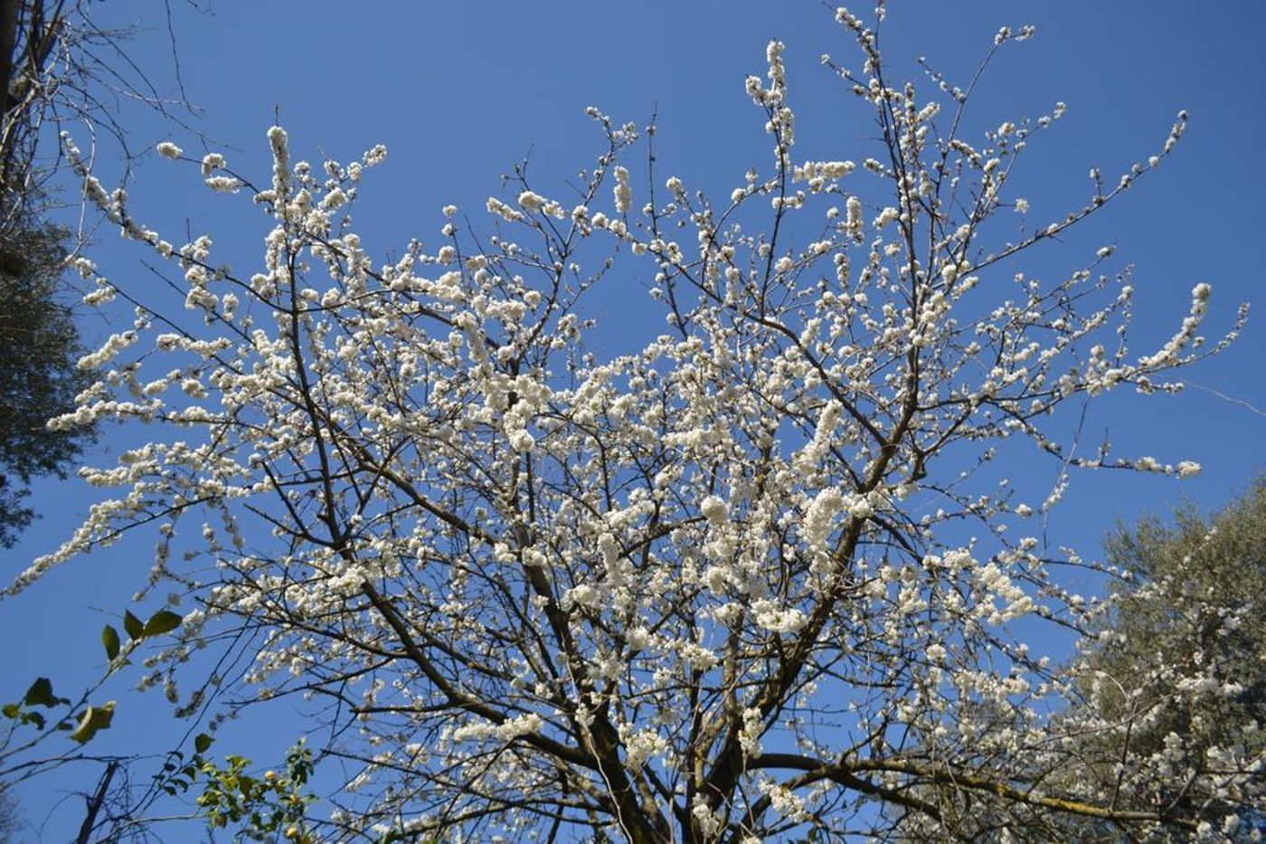 Sorrento-Experience-Terrace-15